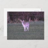 Deer Postkarte (Vorne/Hinten)