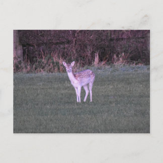 Deer Postkarte