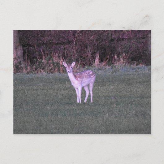 Deer Postkarte (Vorderseite)