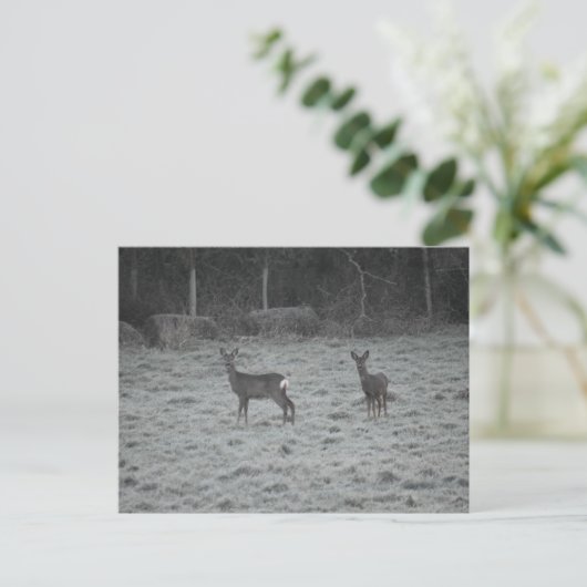 Deer  postkarte (Stehend Vorderseite)