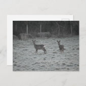 Deer  postkarte (Vorne/Hinten)