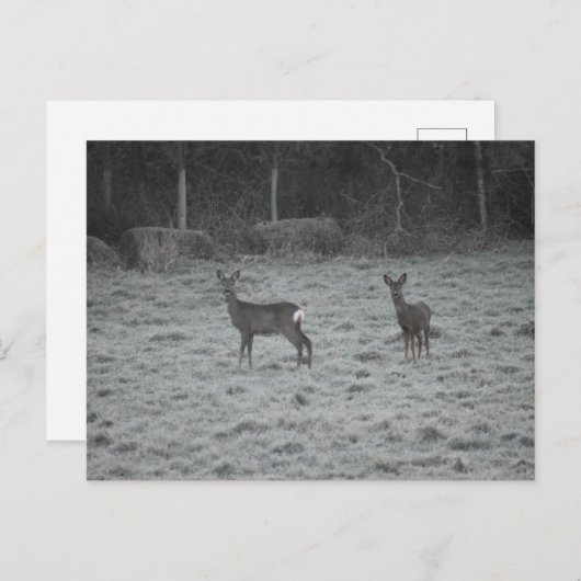 Deer  postkarte (Vorne/Hinten)