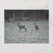 Deer  postkarte (Vorderseite)