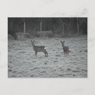 Deer  postkarte
