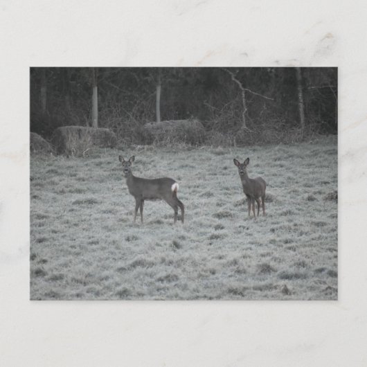 Deer  postkarte (Vorderseite)