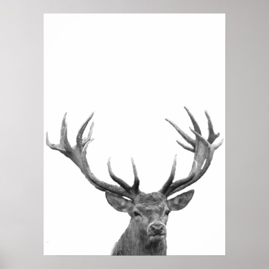 Deer Stag Schwarz-weiß Foto Poster (Vorne)