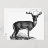 deergieren postkarte (Vorne/Hinten)