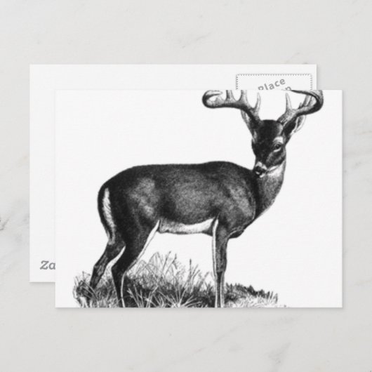 deergieren postkarte (Vorne/Hinten)