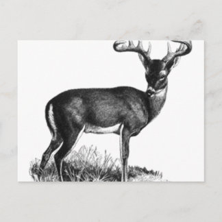 deergieren postkarte