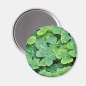 Deerpark Ireland Clover Dew Drops Magnet (Vorderseite/Rückseite)