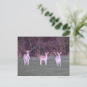 Deer's  postkarte (Stehend Vorderseite)