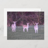 Deer's postkarte (Vorne/Hinten)