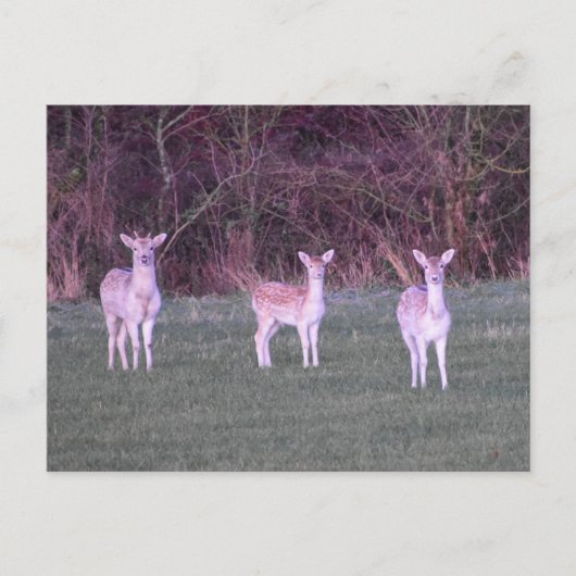 Deer's  postkarte (Vorderseite)
