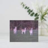 Deers Postkarte (Stehend Vorderseite)