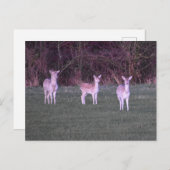 Deers Postkarte (Vorne/Hinten)