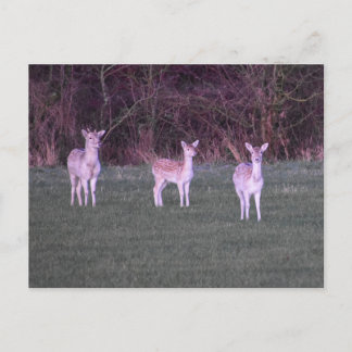 Deers Postkarte