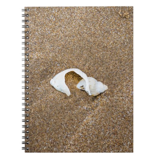 Defektes Muschelnotizbuch Notizblock (Vorderseite)