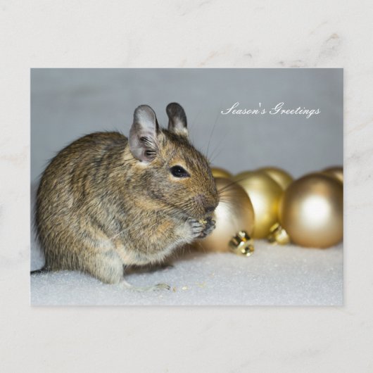Degu & Baubles Season's Greetings Feiertagspostkarte (Vorderseite)