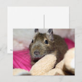 Degu Behind Fallen Teddy Bear Postkarte (Vorne/Hinten)
