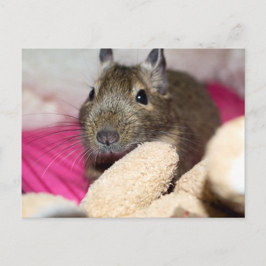 Degu Behind Fallen Teddy Bear Postkarte (Vorderseite)