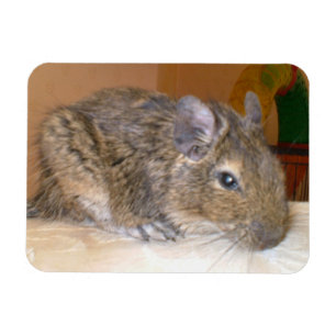 Degu entspannender erstklassiger Magnet