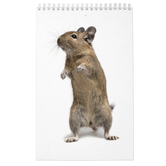 Degu Familie Kalender (Titelbild)