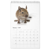 Degu Familie Kalender (Feb 2027)