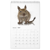 Degu Familie Kalender (Jan 2027)