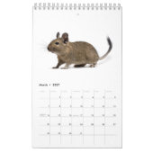 Degu Familie Kalender (Mär 2027)