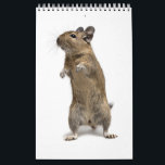 Degu Familie Kalender<br><div class="desc"></div>