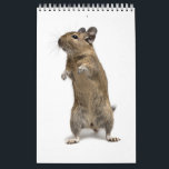 Degu Familie Kalender<br><div class="desc"></div>