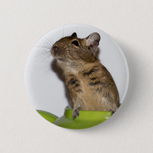 Degu in der grünen Fotografie Button (Vorderseite)