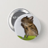 Degu in der grünen Fotografie Button (Vorne & Hinten)