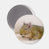 Degu Magnet (Vorderseite/Rückseite)