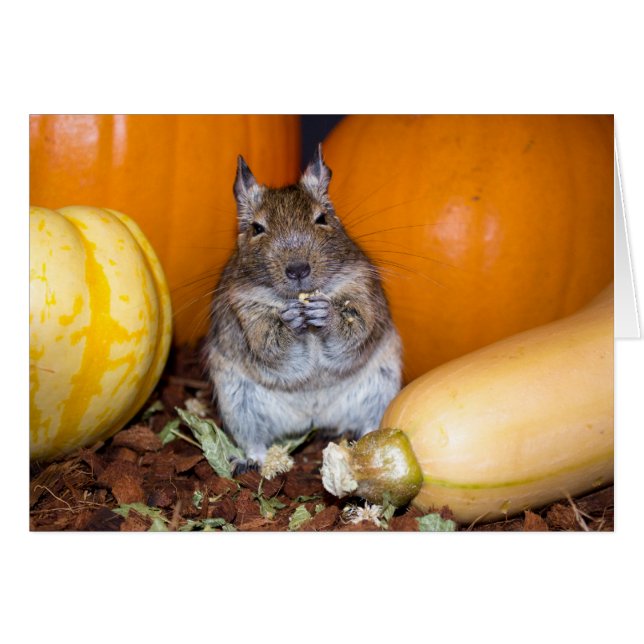 Degu mit Pumpkin & Squash (Vorderseite (Horizontal))