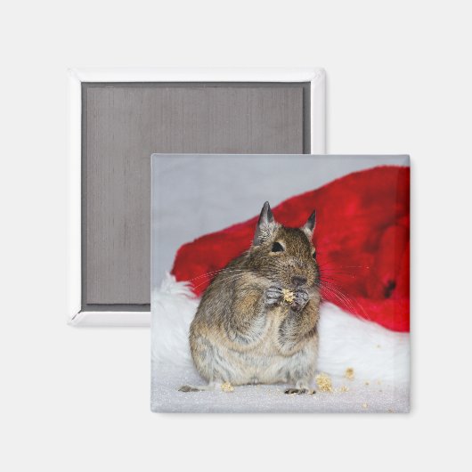 Degu mit Weihnachtsmannmütze festlich Magnet (Vorderseite/Rückseite)