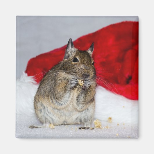 Degu mit Weihnachtsmannmütze festlich Magnet (Vorne)