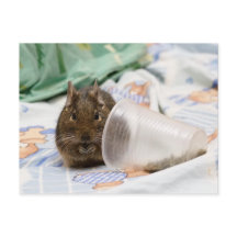 Degu nagt ihr Essen auf dem Bett