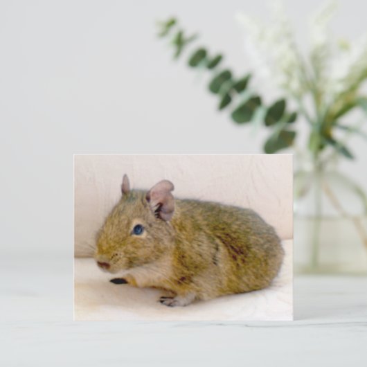 Degu Postkarte (Stehend Vorderseite)
