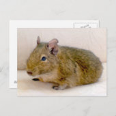Degu Postkarte (Vorne/Hinten)