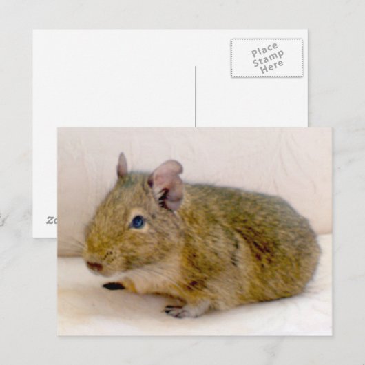 Degu Postkarte (Vorne/Hinten)