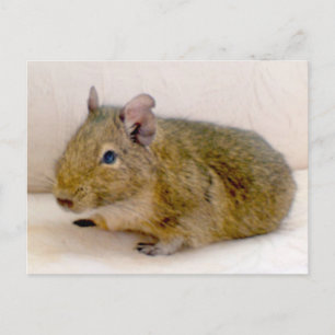 Degu Postkarte