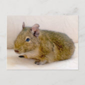 Degu Postkarte (Vorderseite)