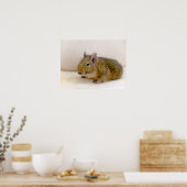 Degu Print Poster (Küche)