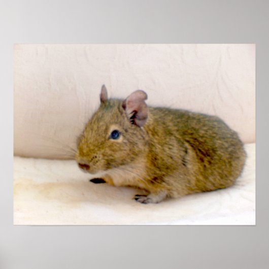 Degu Print Poster (Vorne)