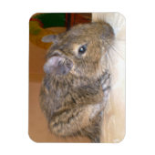 Degu Relaxing Premium Magnet (Vertikal)