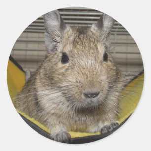 Degu Runder Aufkleber