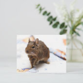 Degu Stehend auf dem Bettblech Postkarte (Stehend Vorderseite)
