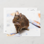 Degu Stehend auf dem Bettblech Postkarte (Vorne/Hinten)