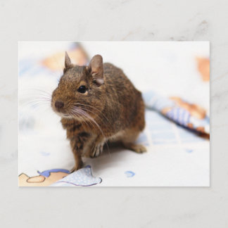 Degu Stehend auf dem Bettblech Postkarte
